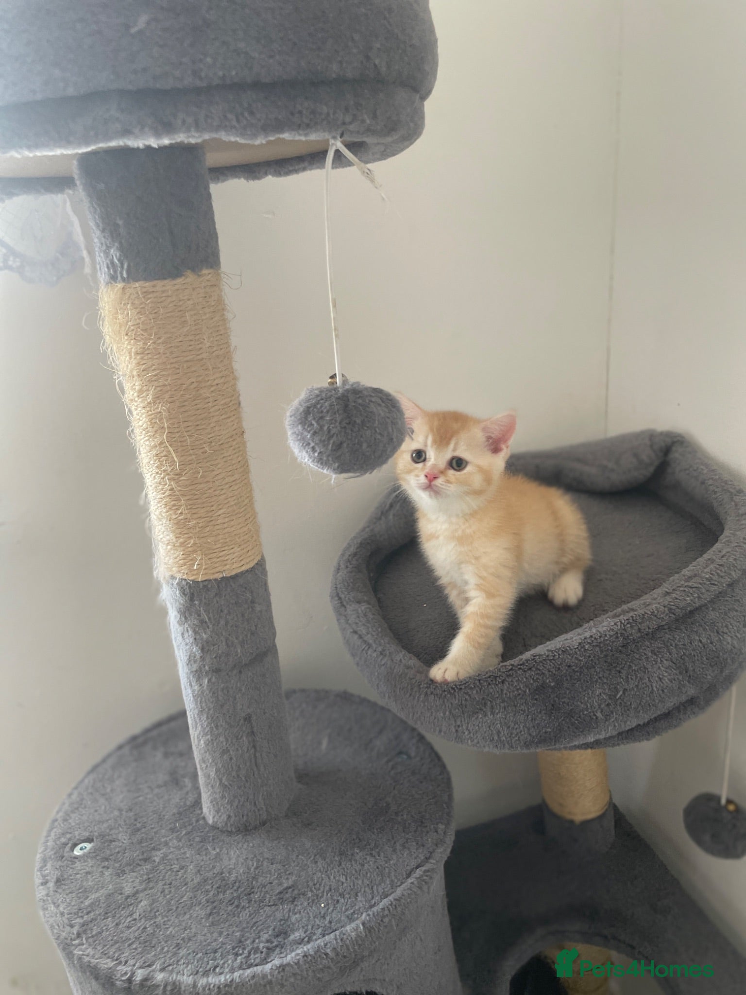 Scottish Fold cats The last Scottish Fold boy with straight ears. - Advert 14
