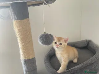 Scottish Fold cats The last Scottish Fold boy with straight ears. - Advert 14