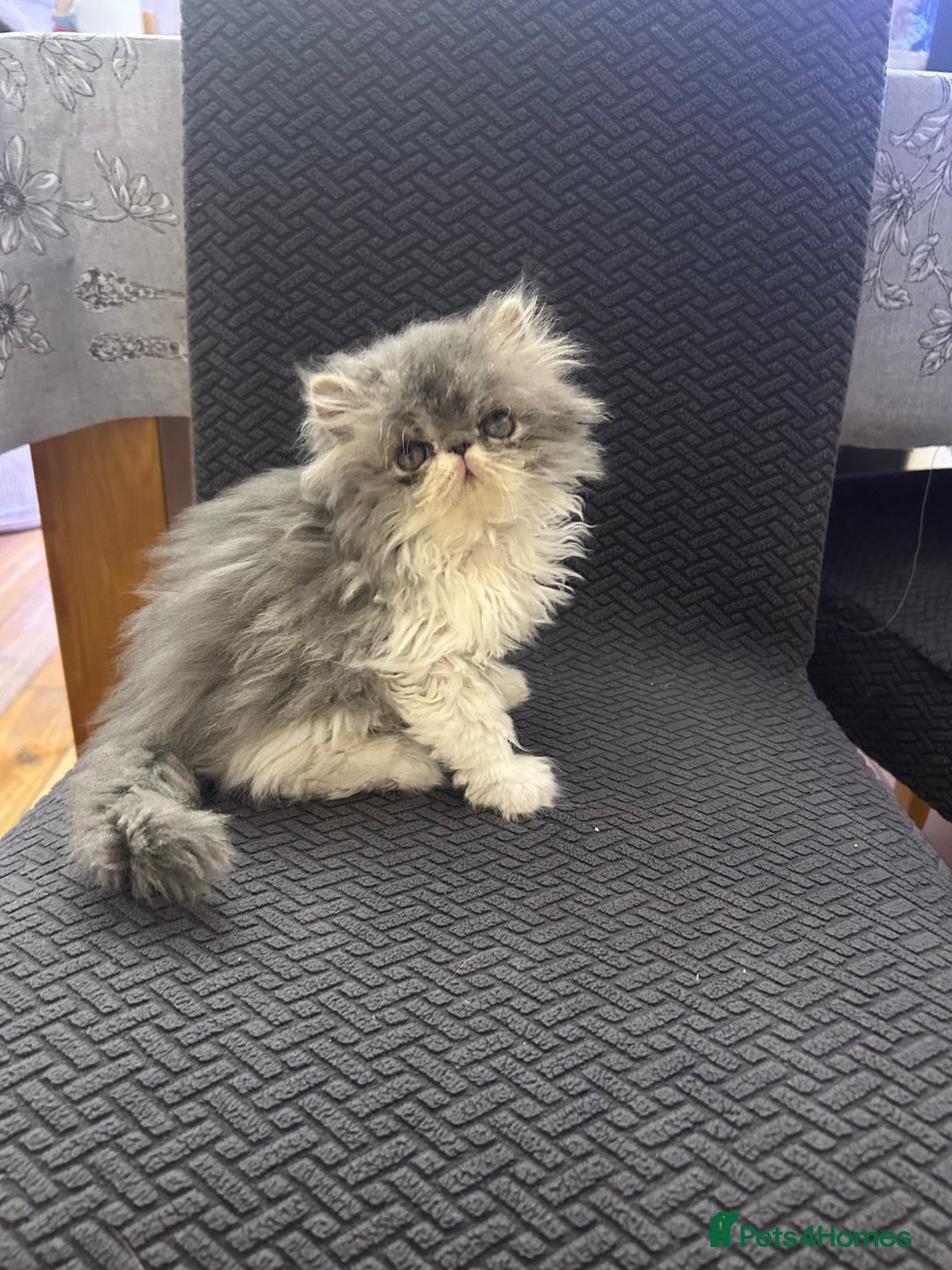 Persian cats for sale: Persian Kittens Top Quality Bloodlines - Advert 6