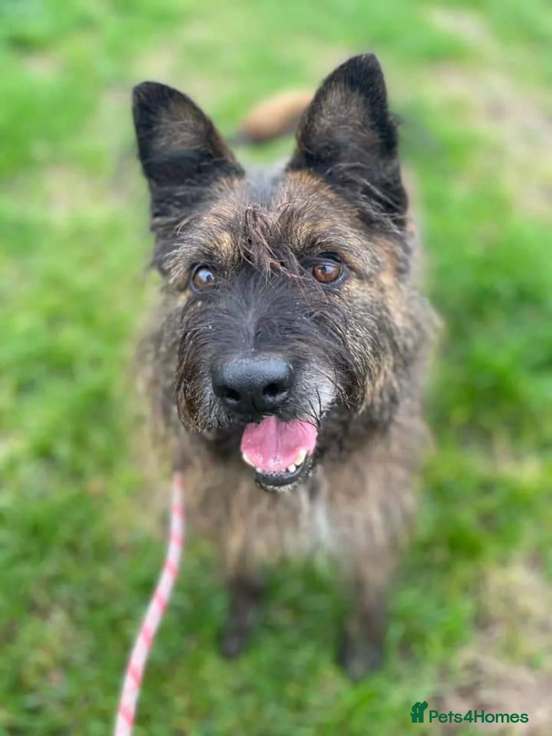 Mixed Breed dogs for adoption: Meet Aran, currently residing in Cheshire  in Nantwich - Advert 3