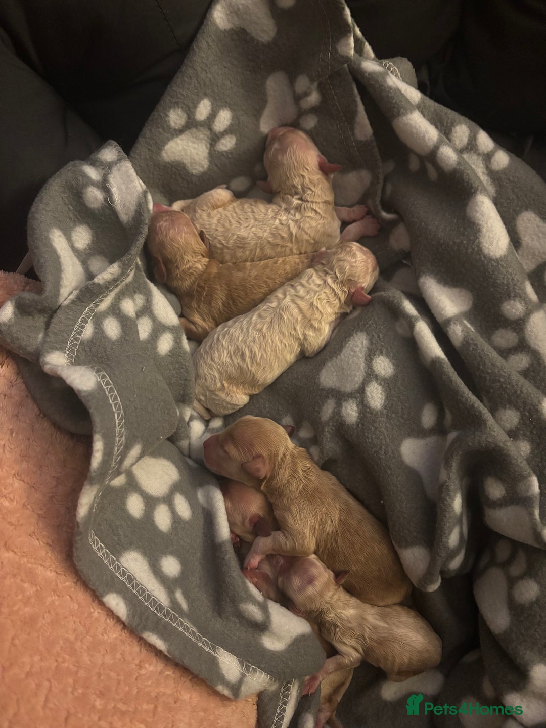 Cockapoo dogs for sale: 6 f2 cockapoo puppies for sale 🐶 - Advert 2