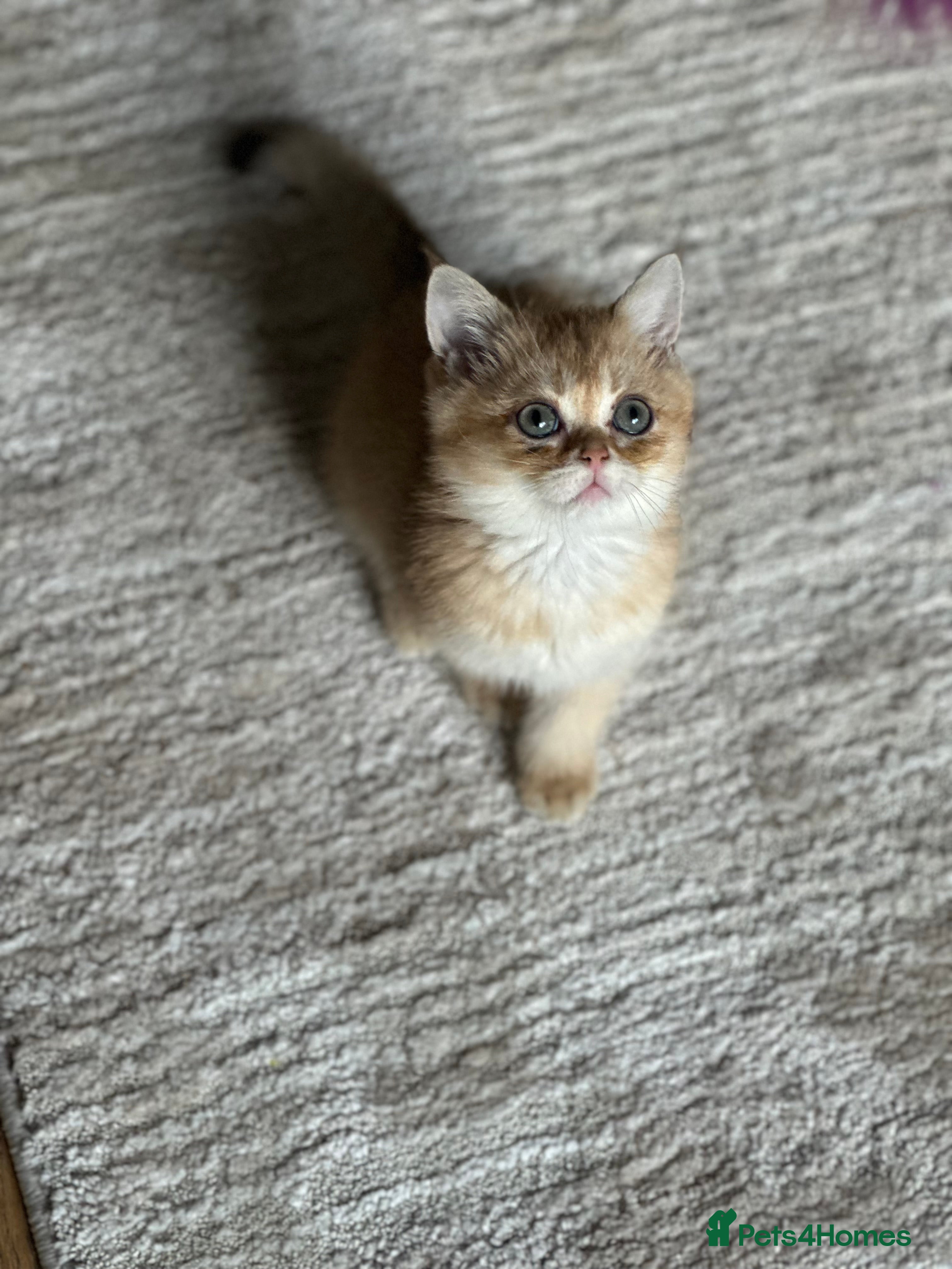 British Shorthair cats BSH BOY Golden Black kitten 14 weeks READY NOW - Advert 8