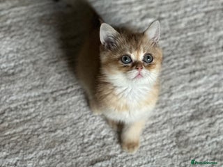 British Shorthair cats BSH BOY Golden Black kitten 14 weeks READY NOW - Advert 3