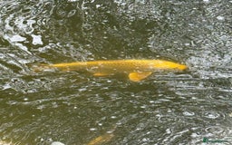 Koi Carp fish for sale: Ghost koi - Image 3