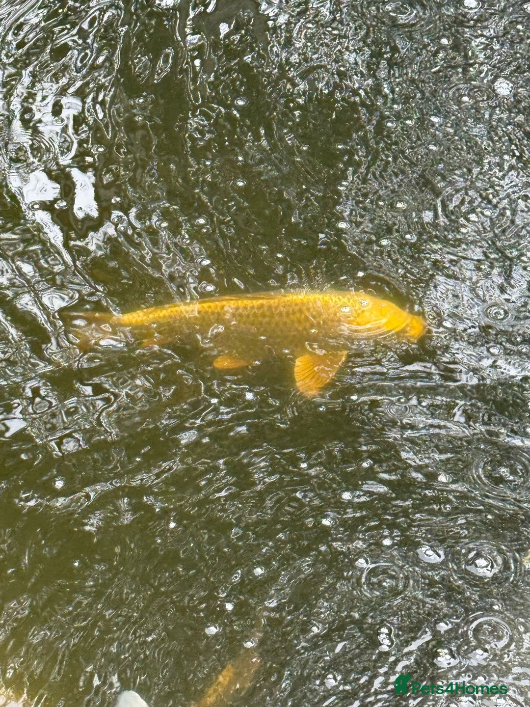 Koi Carp fish for sale: Ghost koi - Image 3