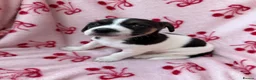 Jack Russell dogs for sale: 2 jack Russell puppies - Advert 9