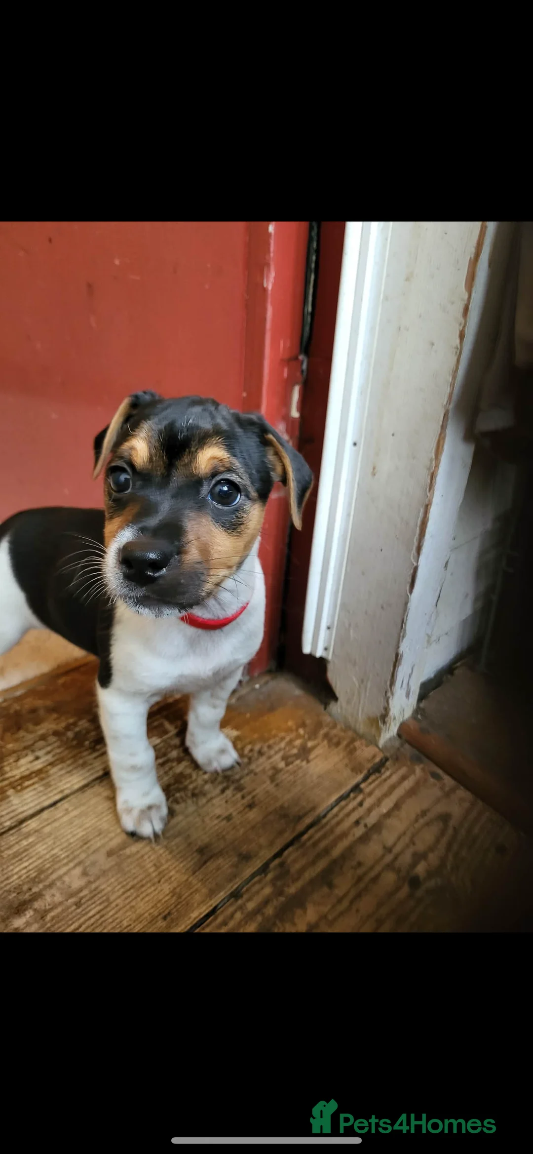 Jack Russell dogs for sale: Jack Russell Puppies  - Advert 2