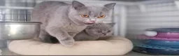 British Longhair cats for sale: Gorgeous Blue Longhair Kitten Neutered  - Advert 3