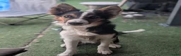Border Collie dogs for sale: 6 month old male border collie  - Advert 2