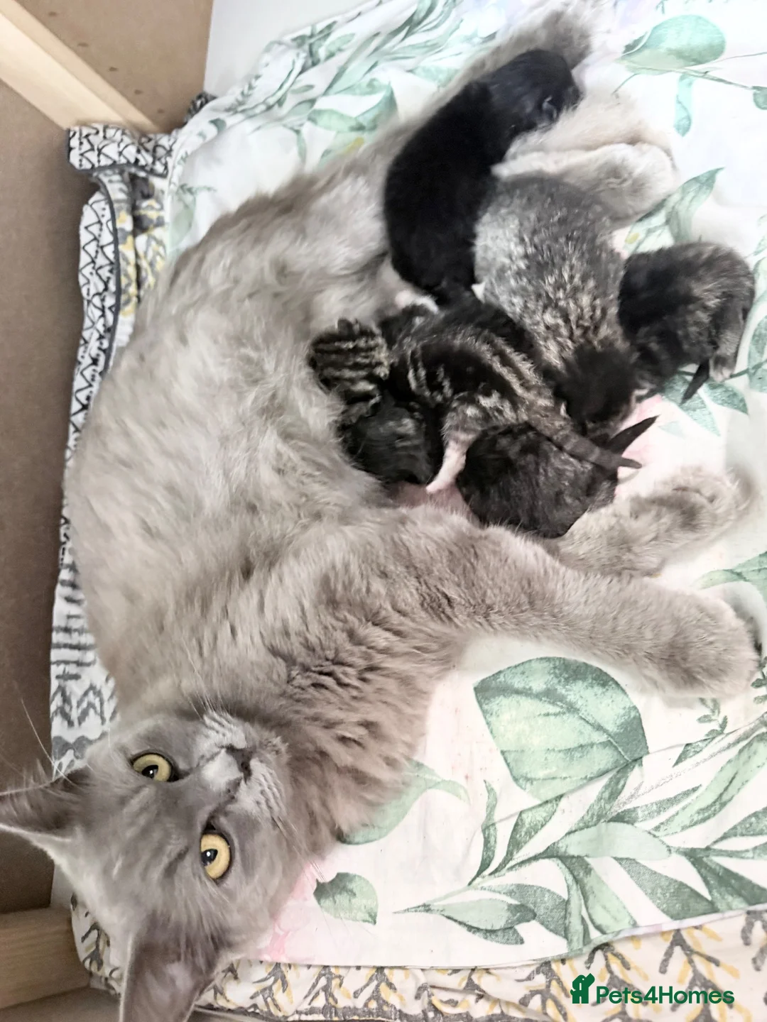 Mixed Breed cats for sale: Ragdoll cross Maine Coon kittens  - Advert 14