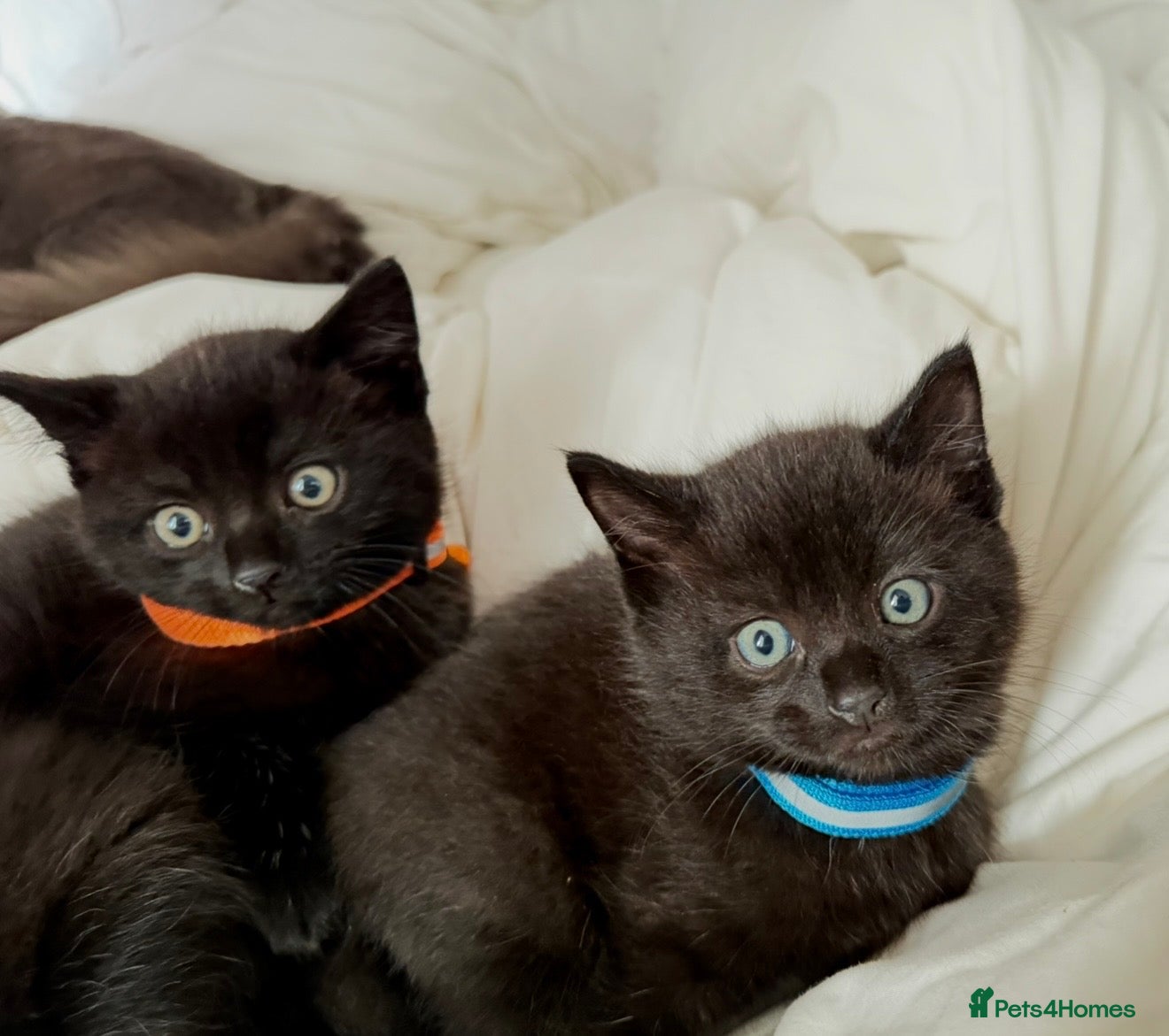 Russian Blue cats Half Russian Blue Kittens - Advert 1