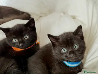 Russian Blue cats Half Russian Blue Kittens - Advert 10