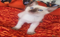 Siamese cats for sale: Traditional Siamese kittens - Image 7