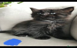 Mixed Breed cats for sale: 4 beautiful babies looking for their forever homes - Image 7