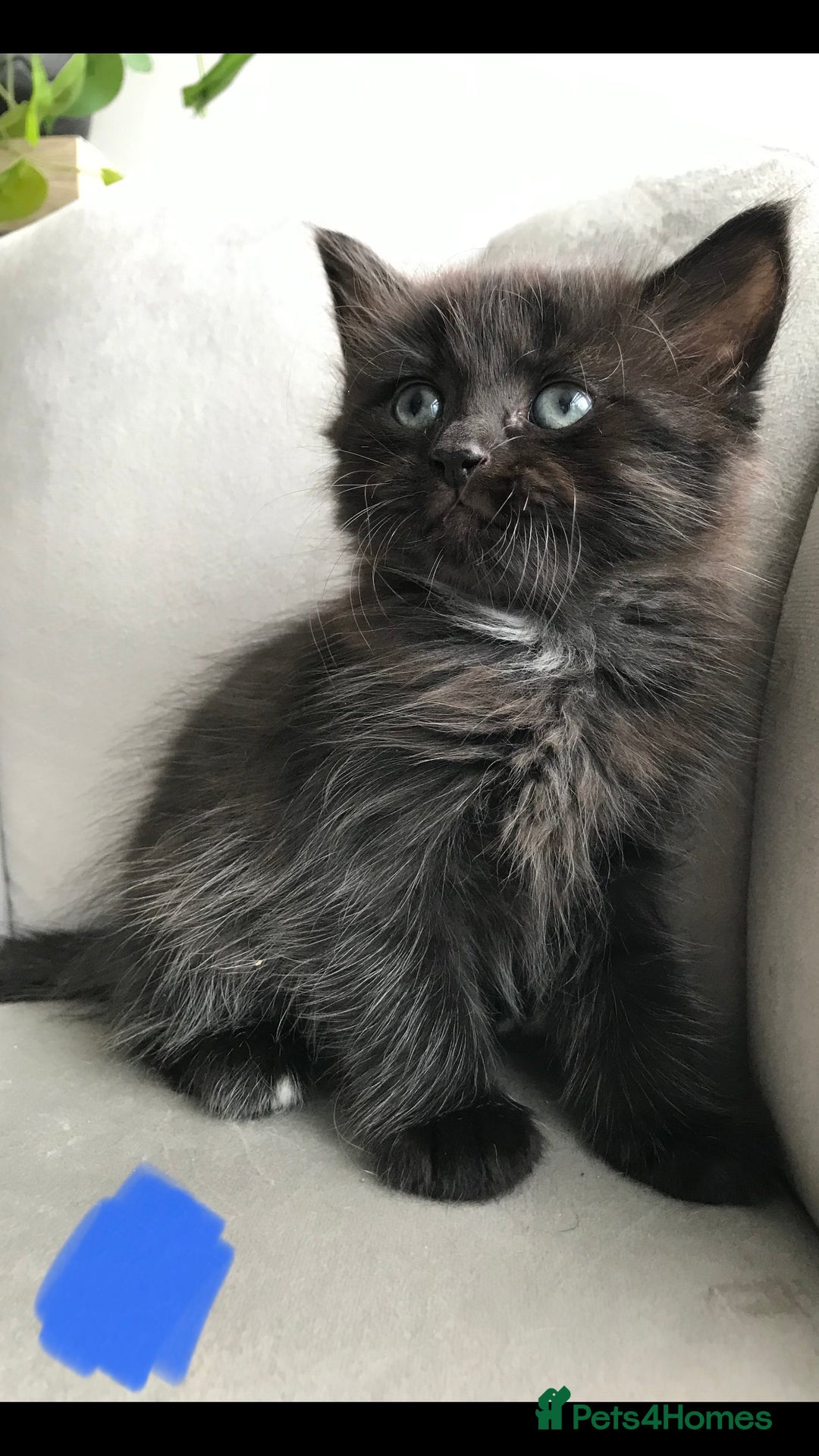 Mixed Breed cats for sale: 4 beautiful babies looking for their forever homes - Image 7