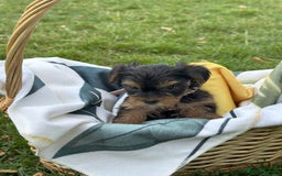 Yorkshire Terrier dogs for sale: Mini Yorkshire Terrier Puppies looking for Home - Image 9