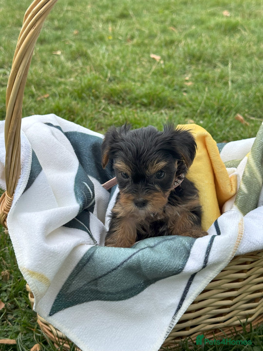 Yorkshire Terrier dogs for sale: Mini Yorkshire Terrier Puppies looking for Home - Image 9