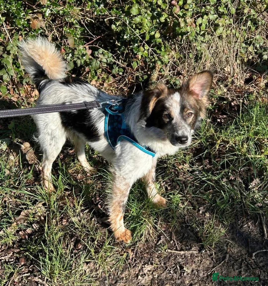 Mixed Breed dogs for adoption: Rescue Chance is looking for his “chance” - Advert 12