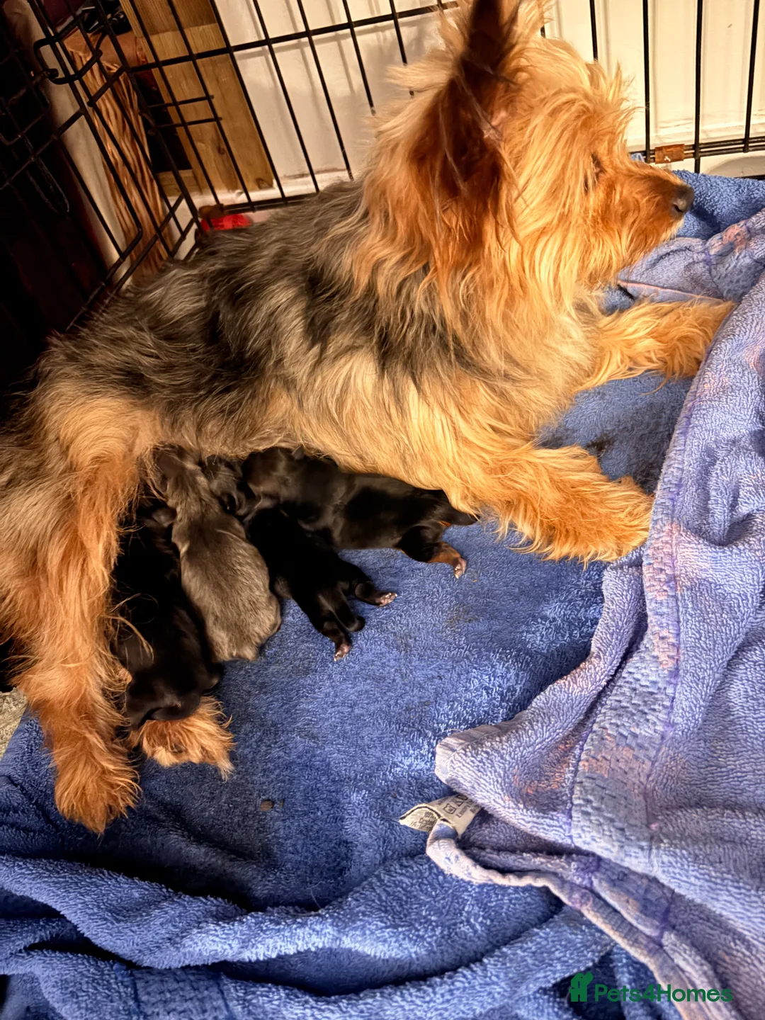 Yorkshire Terrier dogs for sale: Yorkshire Terrier Puppies - Advert 4