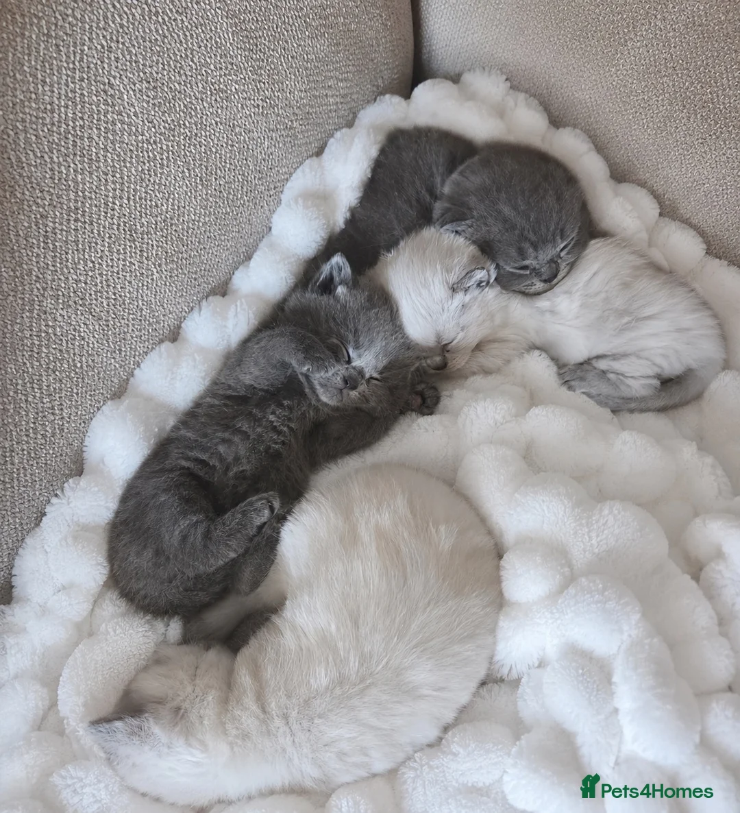 British Shorthair cats for sale: 4 Gorgeous bsh boys available 🤍 - Advert 2