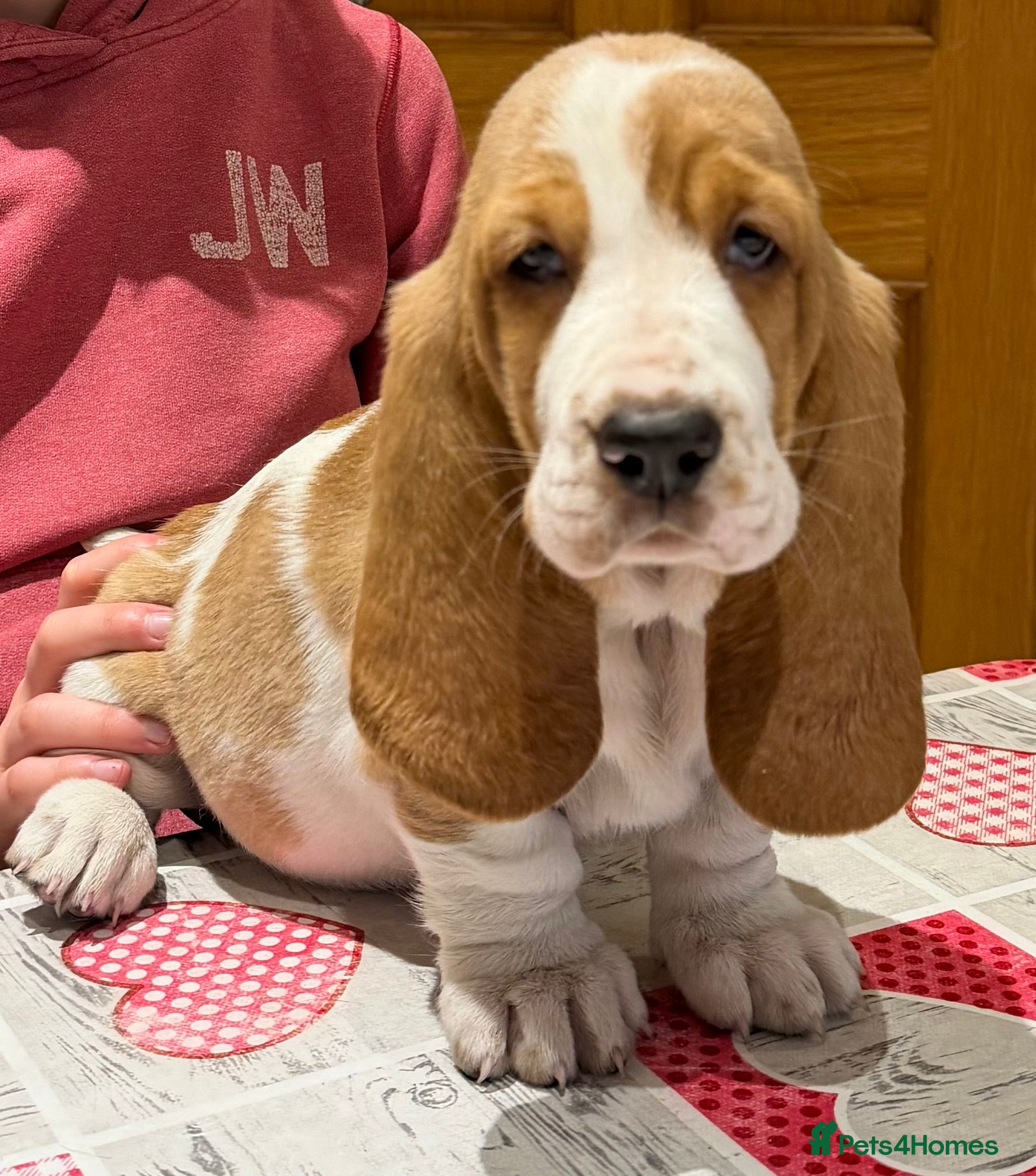 Basset Hound dogs Basset Hound Puppy Female - Advert 5