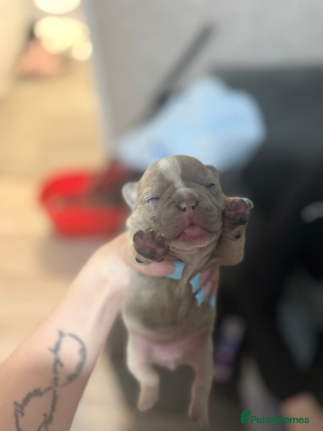 Mixed Breed dogs for sale: Frenchie/pocket bully pups for sale - Image 8
