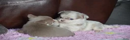 Chihuahua dogs for sale: Two Chihuahua Puppies - Advert 5