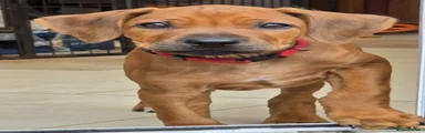 Rhodesian Ridgeback Puppy 4