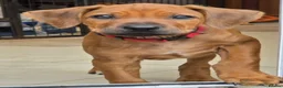 Rhodesian Ridgeback dogs for sale: KC Registered Rhodesian Ridgeback Puppies - Advert 27