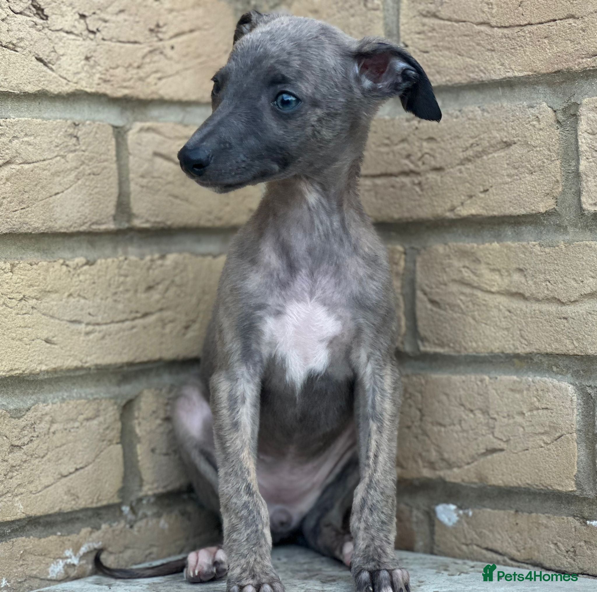 Whippet dogs for sale: Whippet pups ready now! - Advert 14