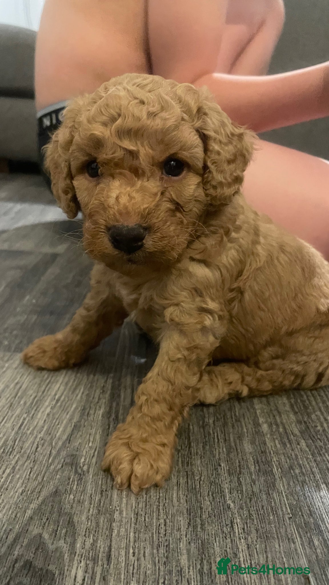 Mixed Breed dogs DOUBLE DOODLE ❤️ - Advert 3