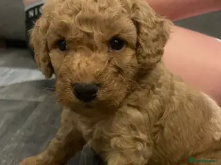 Mixed Breed dogs DOUBLE DOODLE ❤️ - Advert 3