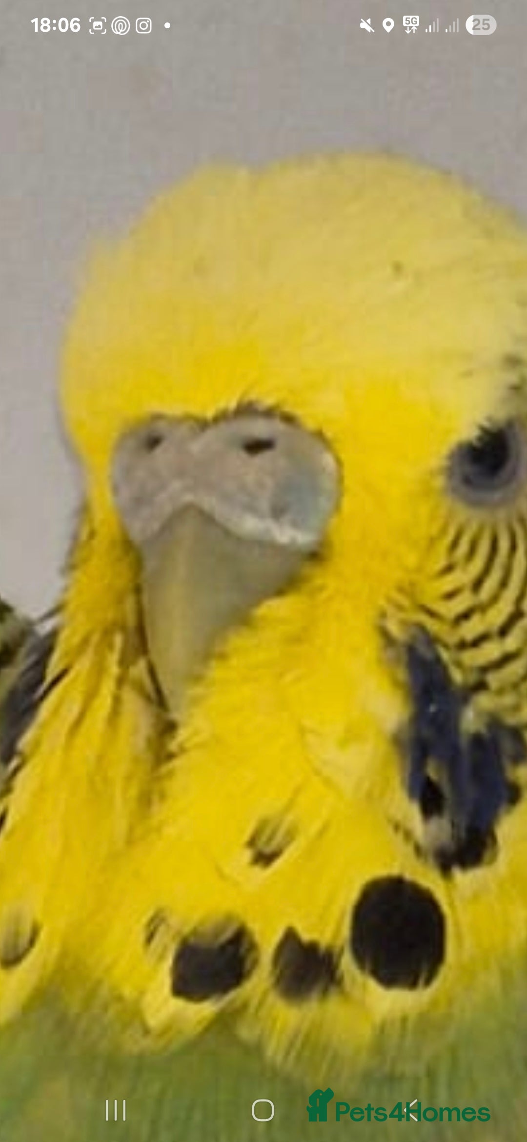 Budgerigars birds for sale: Breeding Pair - Image 4