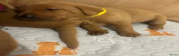 Labrador Retriever dogs for sale: Beautiful Fox Red Labrador Puppies - Advert 19