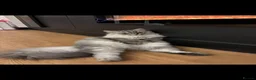 Ragdoll cats for sale: 1 Year Old Persian Ragdoll - Advert 3