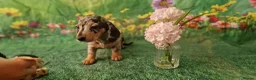 Miniature Dachshund dogs for sale: Stunning smooth haired miniature dacshund - Advert 14