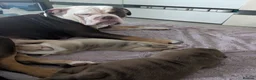Olde English Bulldogge dogs for sale: Impeccable olde English bulldog  - Advert 16