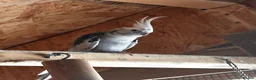 Cockatiels birds for sale: lutino and white faced Cockatiel - friendly pair - Advert 4