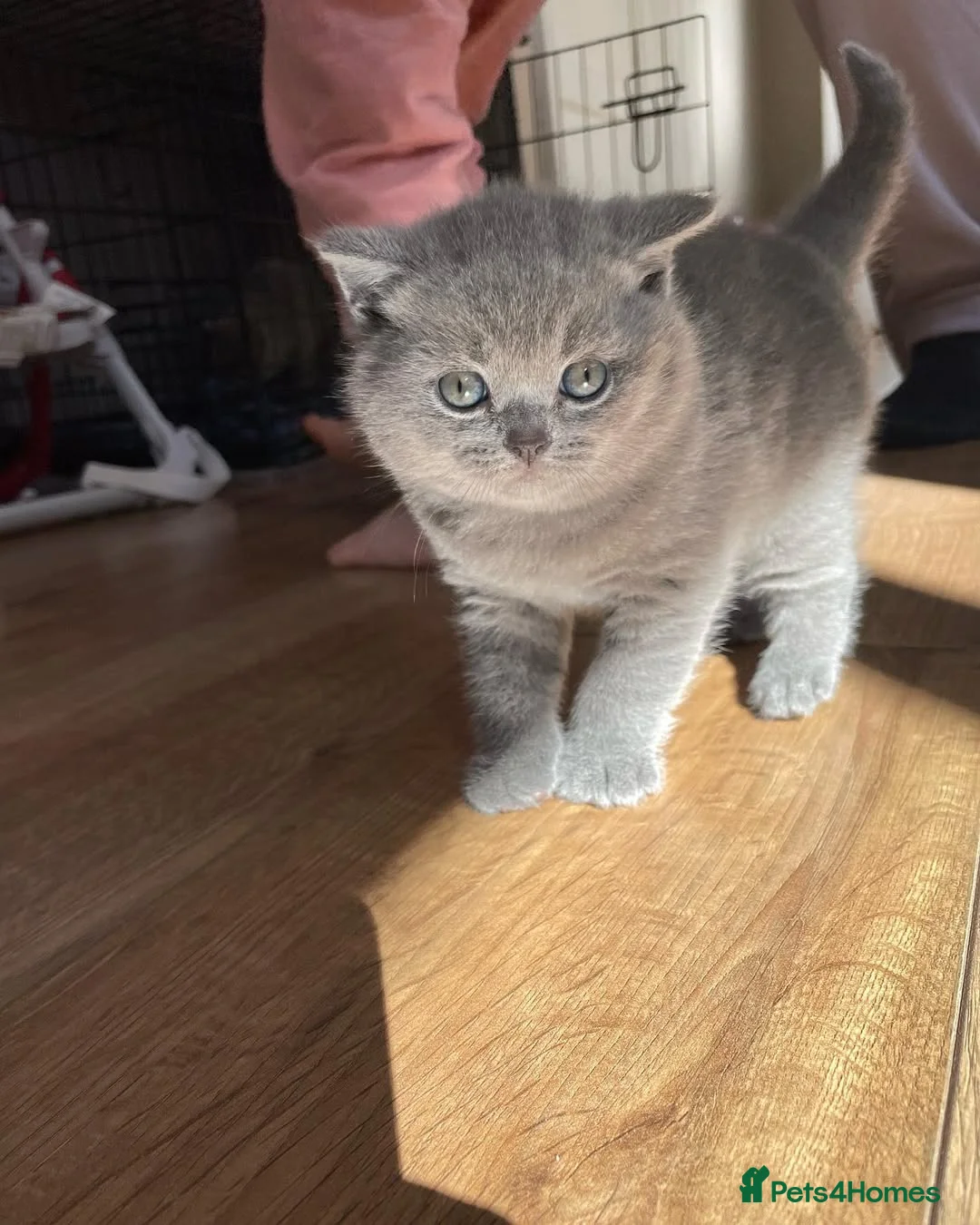 British Shorthair cats for sale: Adorable British Shorthair Kittens  - Advert 13