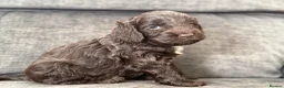 Cockapoo dogs for sale: Gorgeous F1 cockapoo puppies  - Advert 10