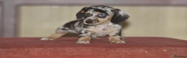 Dachshund 6