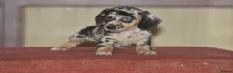 Dachshund dogs for sale: Adorable puppies looking for new home - Advert 11
