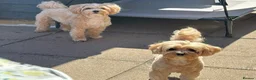 Maltipoo dogs for sale: Gorgeous maltipoo F2 - Advert 5