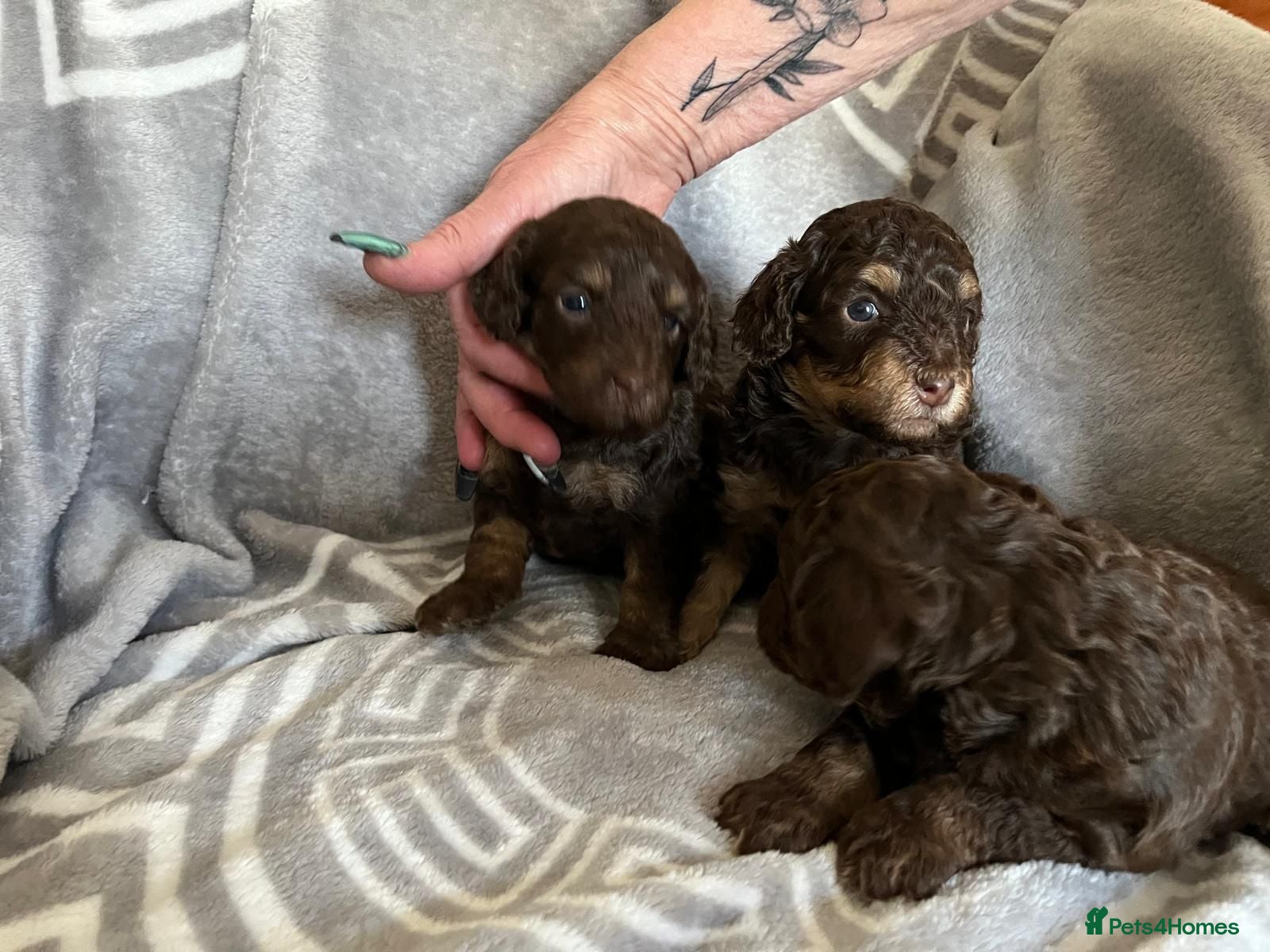 Cockapoo dogs LYNJONBORNS BEAUTIFUL COCKAP00 PUPPYS - Advert 2