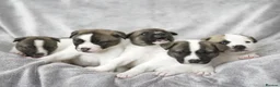 Mixed Breed dogs for sale: F1 American Bulldog x American Akita Puppies in London - Advert 4