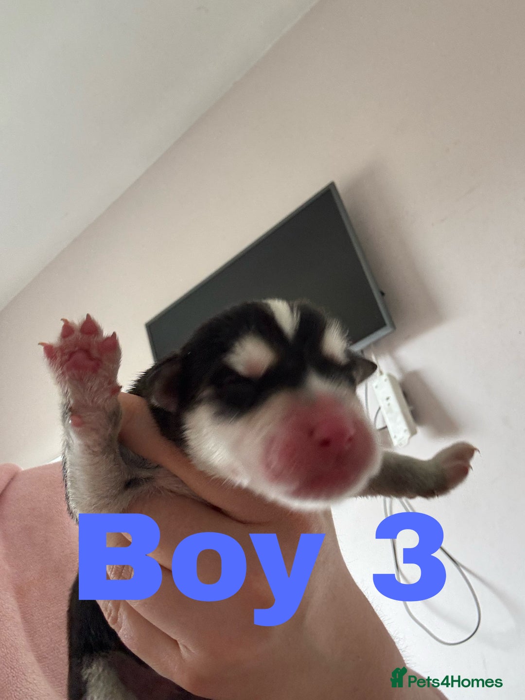 Siberian Husky dogs for sale: 8 beautiful husky puppies - Image 5