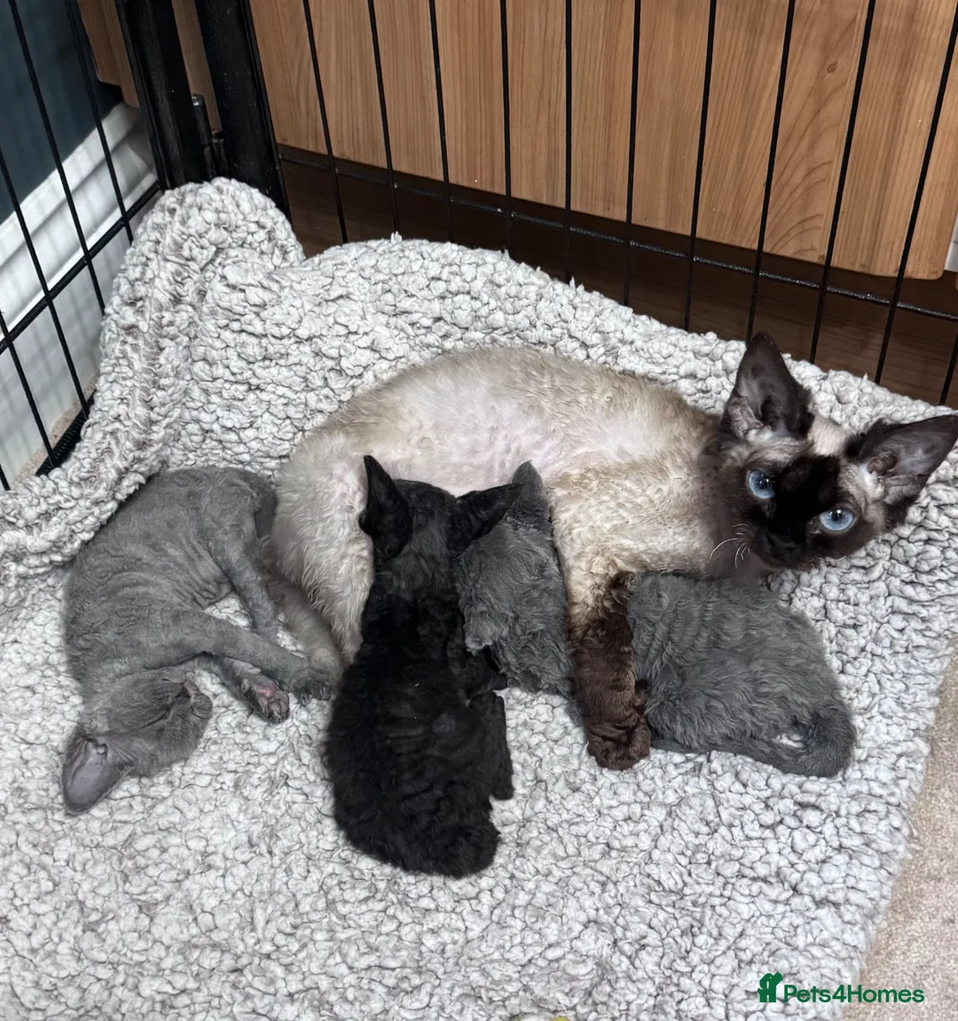 Devon Rex cats for sale: 3 Fabulous pedigree girls - Advert 6