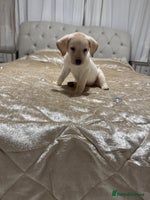 Labrador Retriever dogs - Advert 6