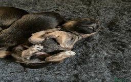 Border Terrier dogs for sale: KC Registered Border Terriers - Image 2