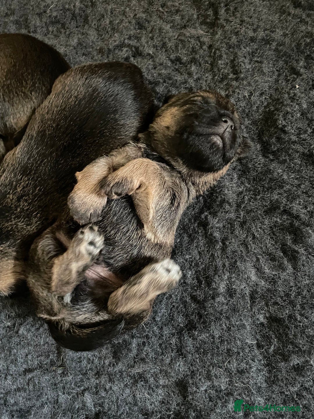 Border Terrier dogs for sale: KC Registered Border Terriers - Image 2